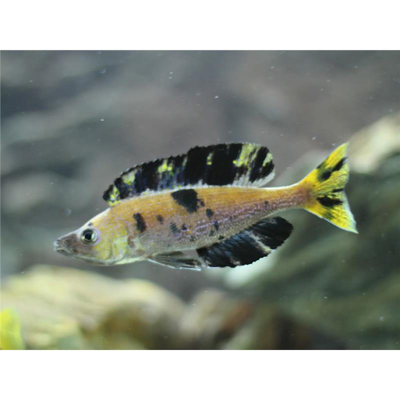 Cyprichromis microlepidotus Kiriza - imagine 4